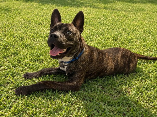 Photo 4 of Vandal- beautiful brindle boy