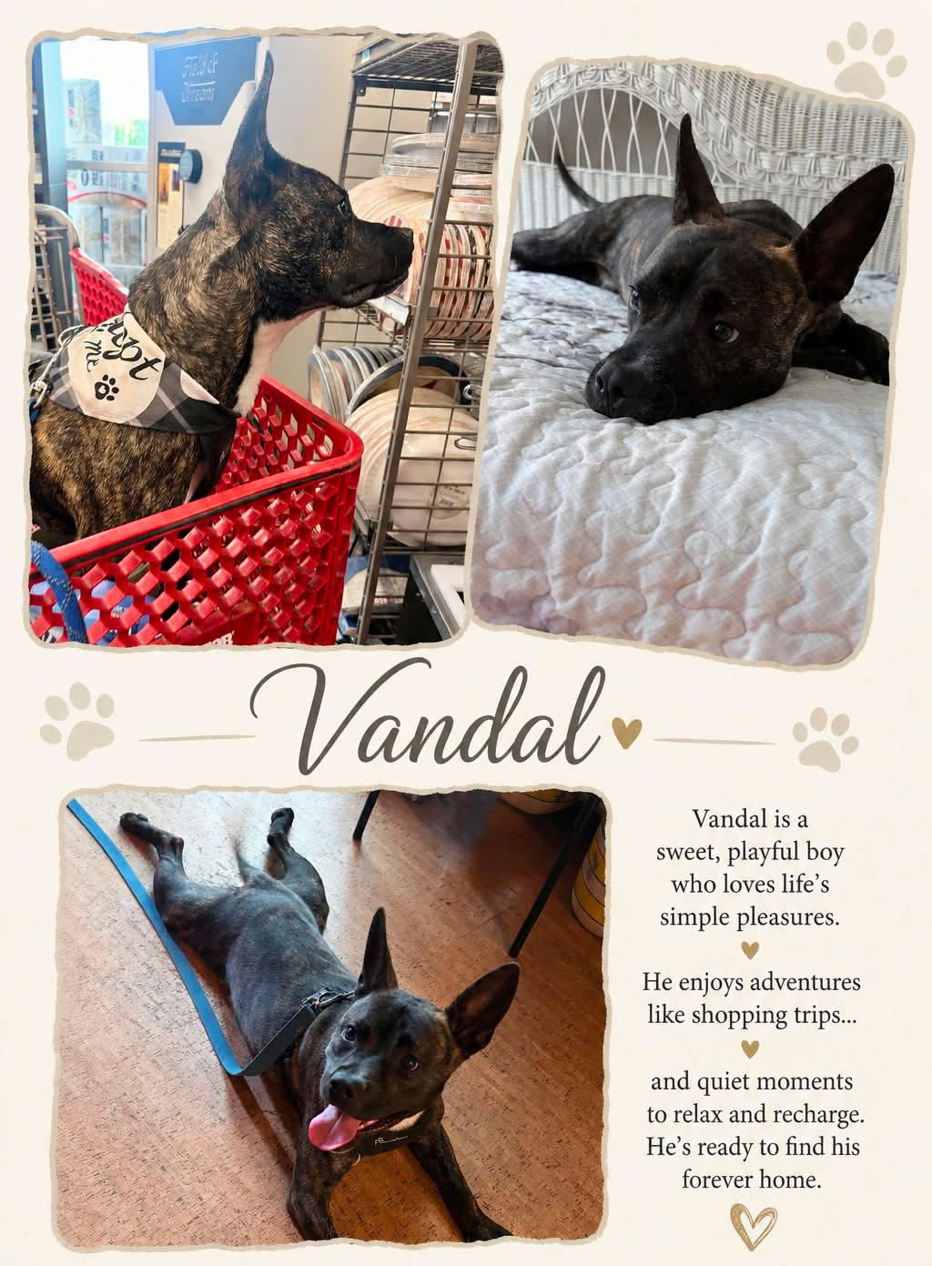 Vandal- beautiful brindle boy, photo 7