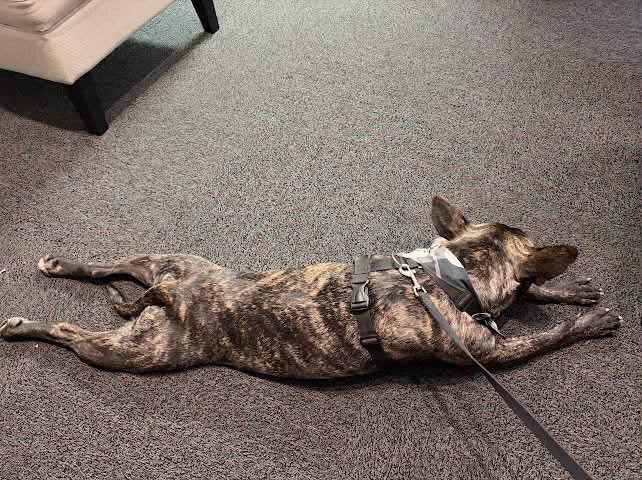 Vandal- beautiful brindle boy, photo 8