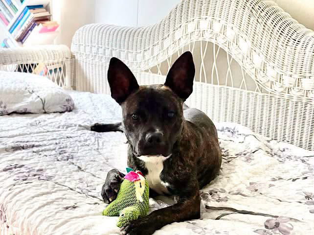 Vandal- beautiful brindle boy, photo 9