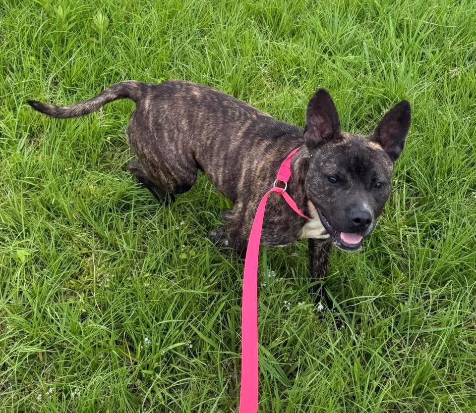 Vandal- beautiful brindle boy, photo 10