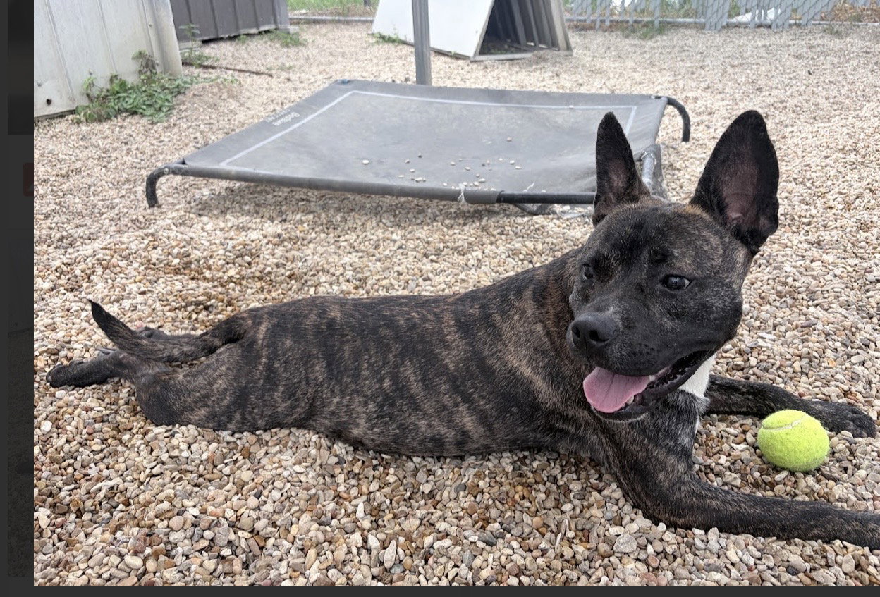 Vandal- beautiful brindle boy, photo 11