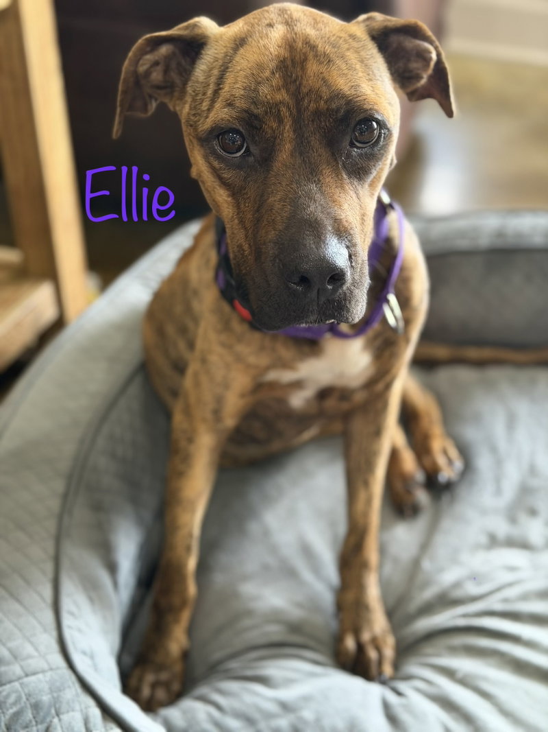Ellie – brindle boxer beauty