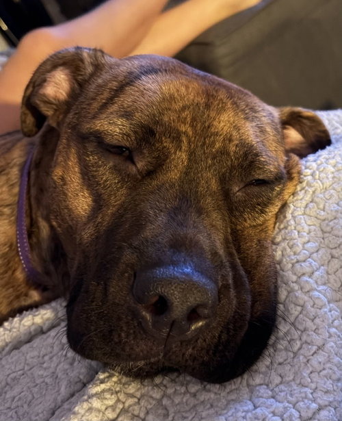 Ellie - brindle boxer beauty, a dog for adoption from Wag On Inn Rescue
