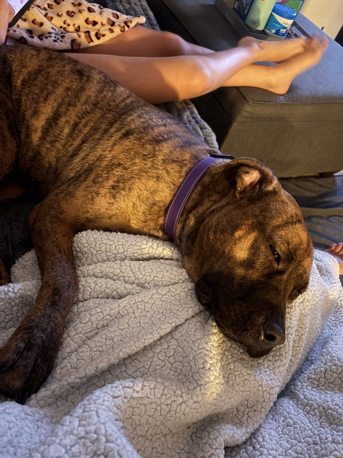 Photo 2 of Ellie - brindle boxer beauty