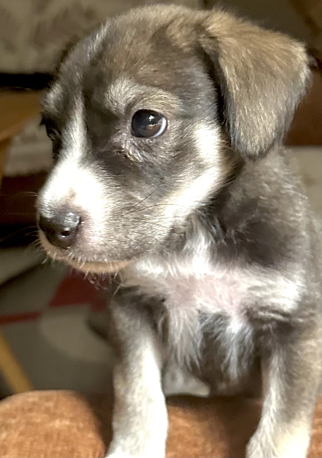 Solo- Cutest Puppy