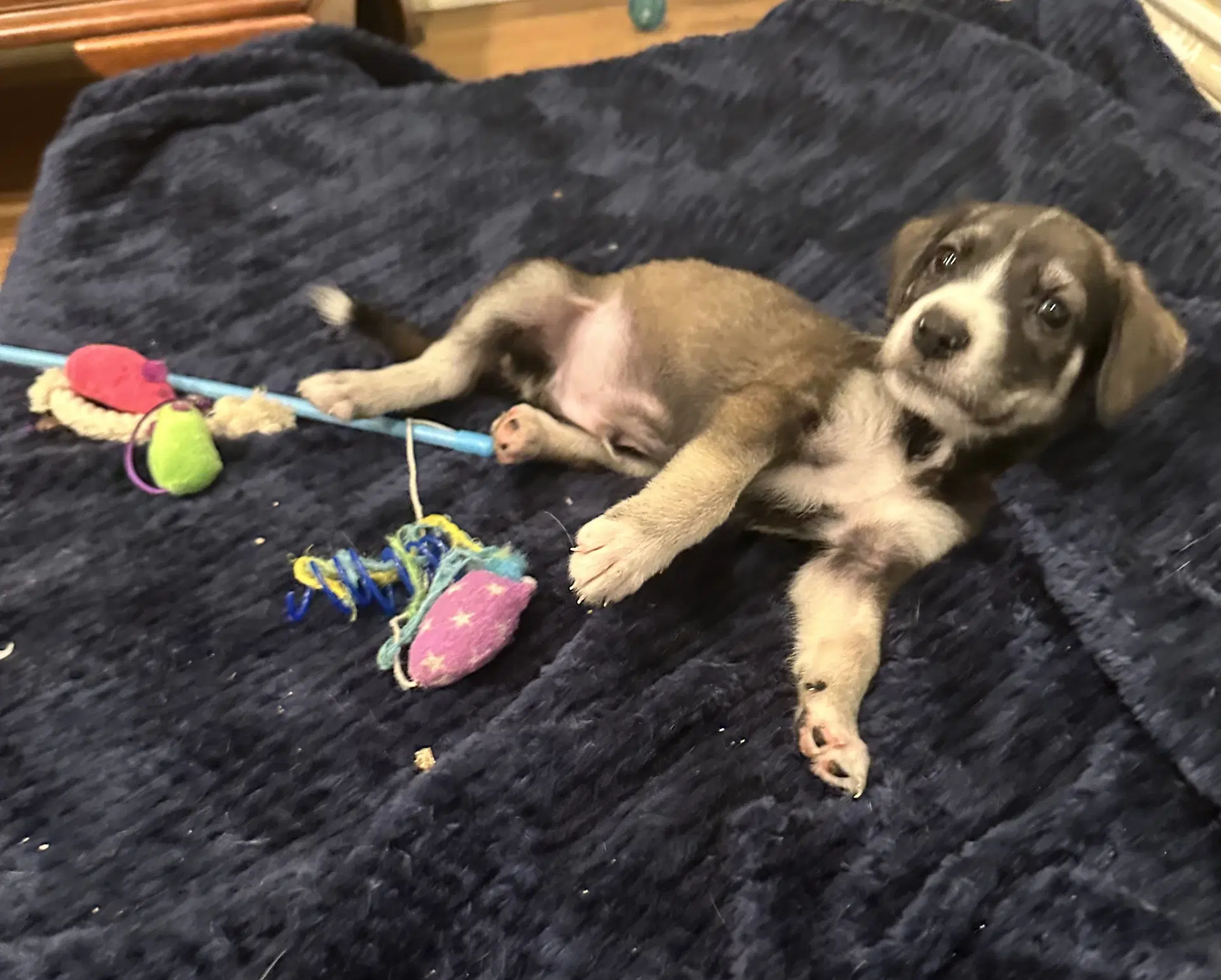 Solo- Cutest Puppy image 2