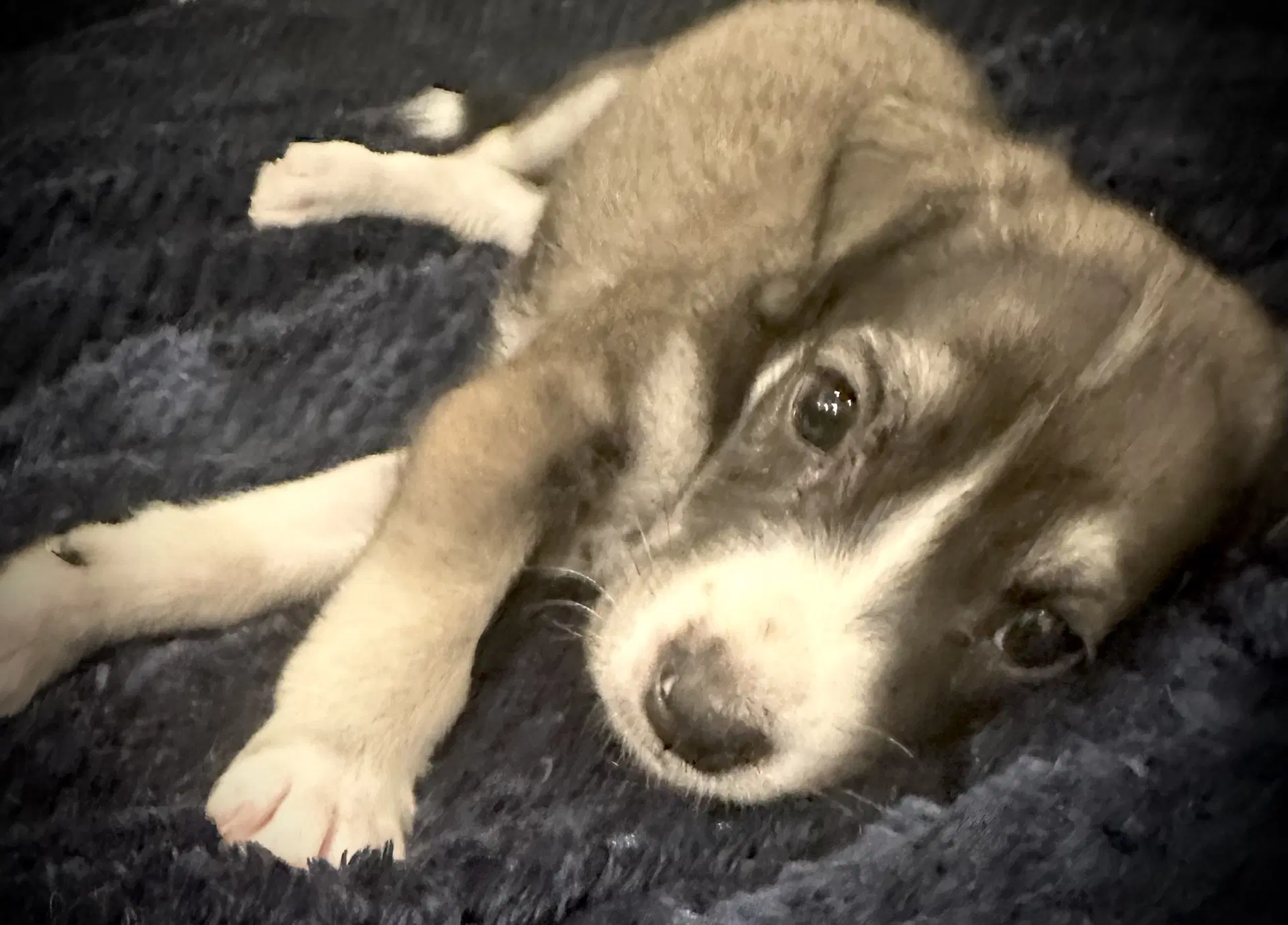 Solo- Cutest Puppy image 3