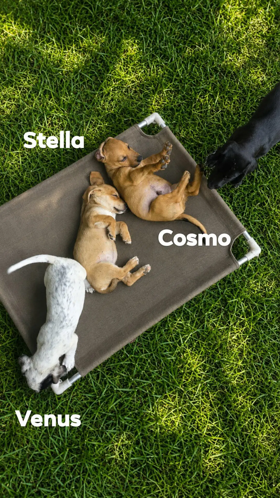 Cosmos- The Tan One image 3