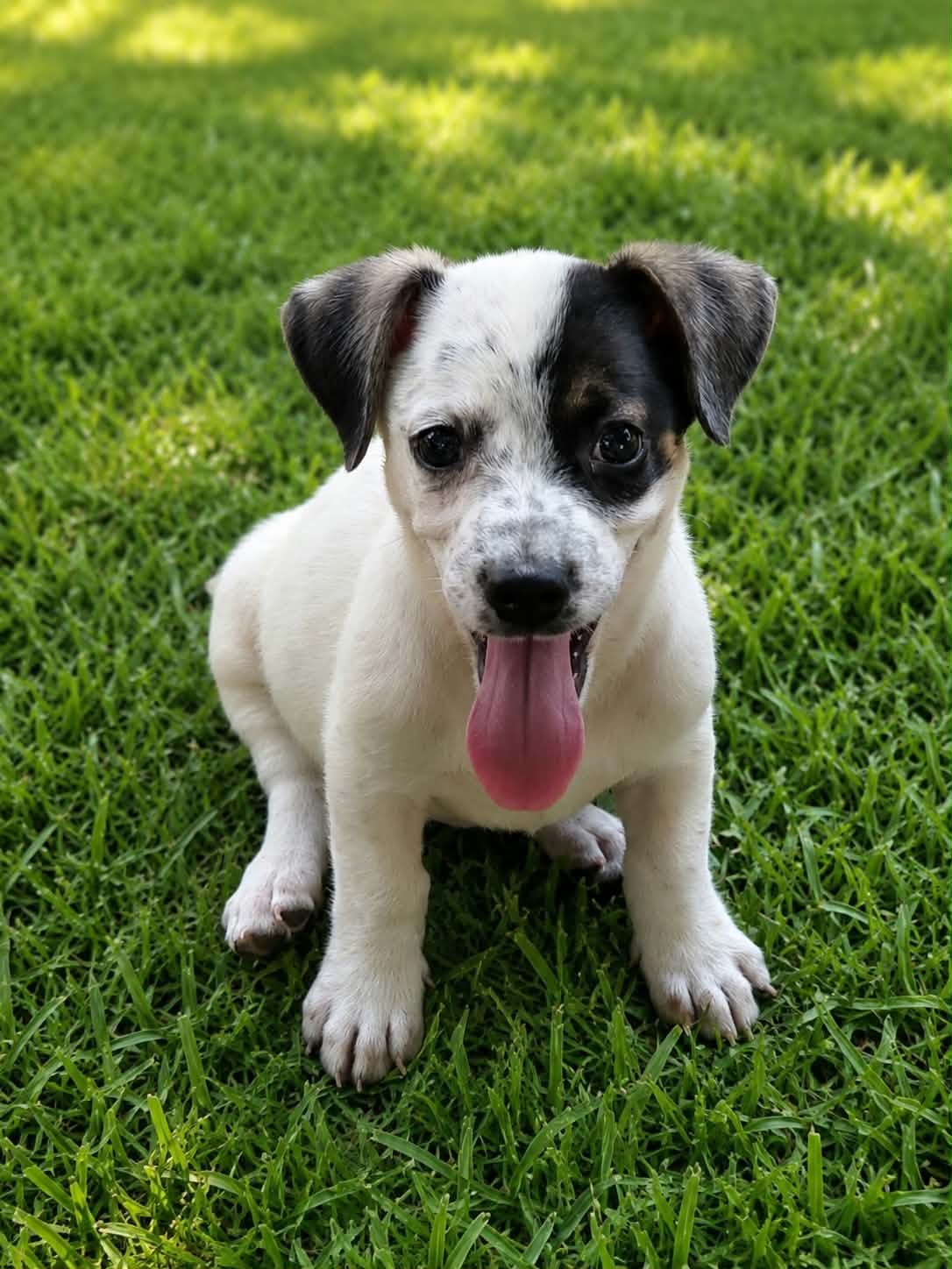 Venus- Beautiful Girl - Labrador Retriever