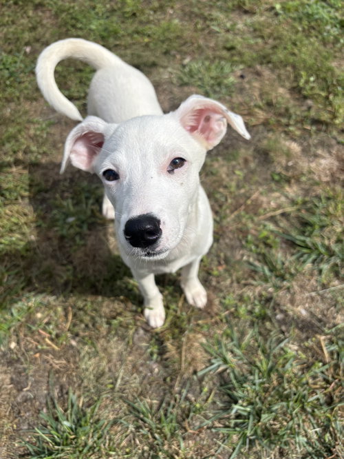 Lyra - special girl, a dog for adoption from Wag On Inn Rescue