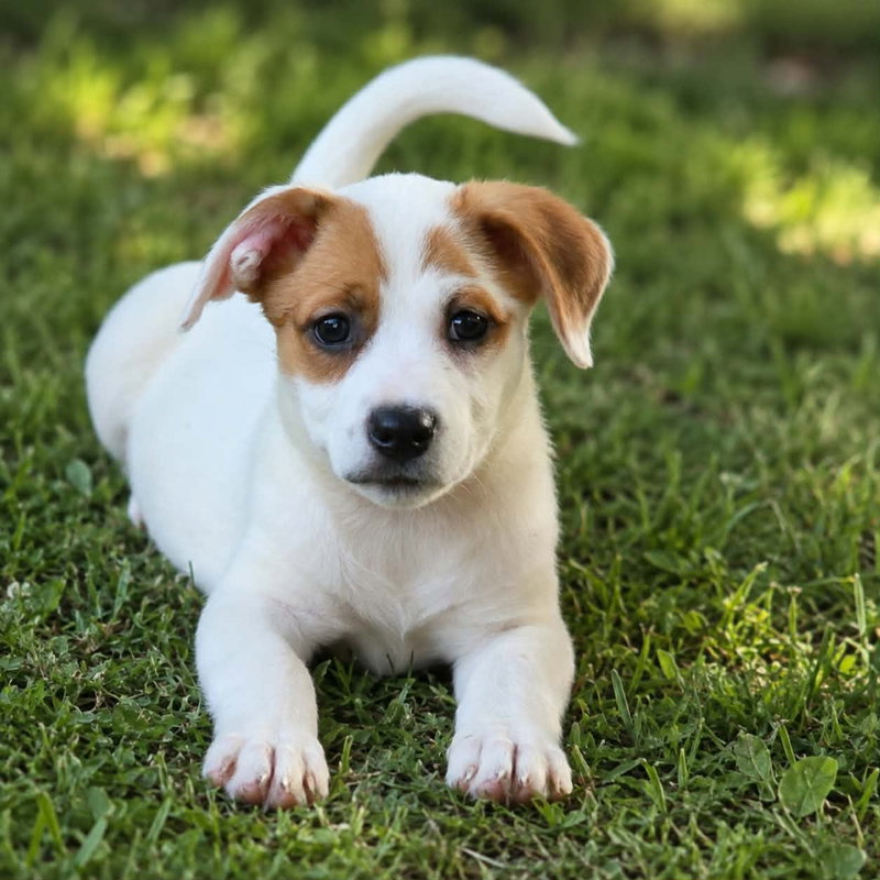 Nova- chunky cutie!