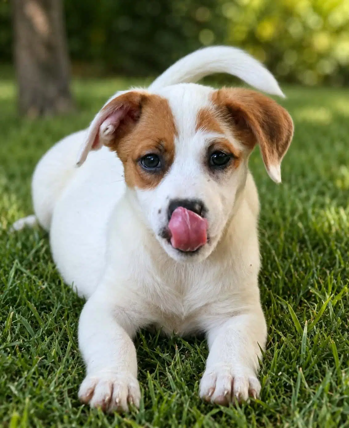 Nova- Chunky Cutie image 2