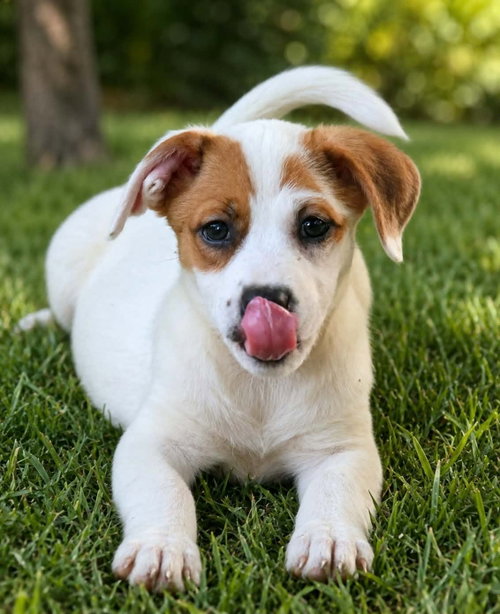 Photo 2 of Nova - chunky cutie!