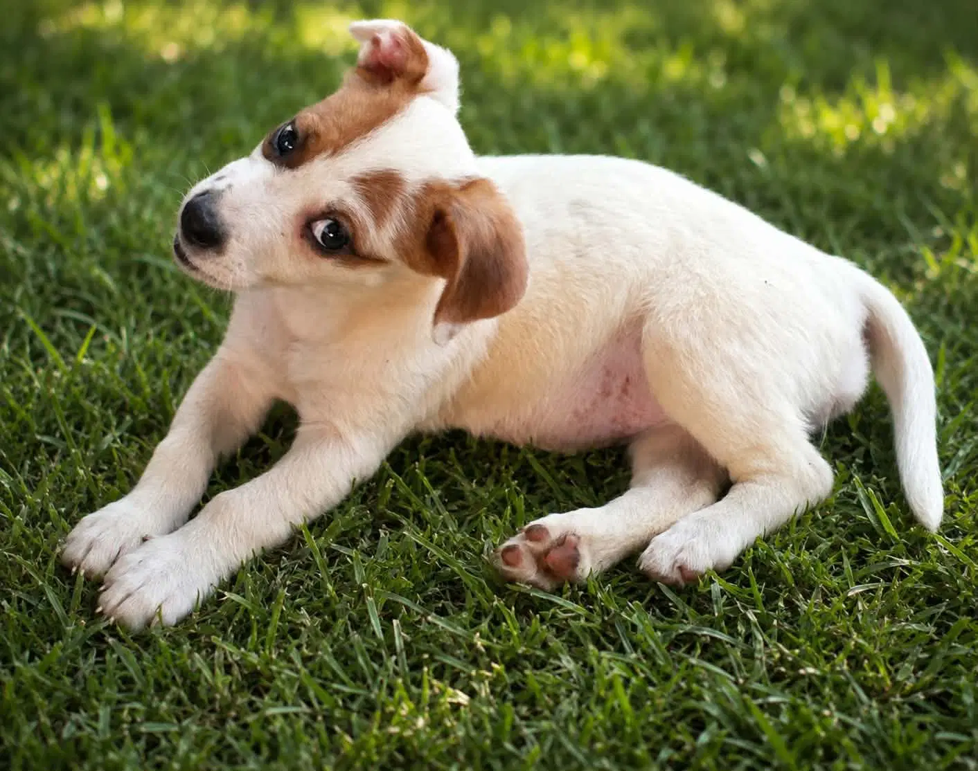Nova- Chunky Cutie image 3
