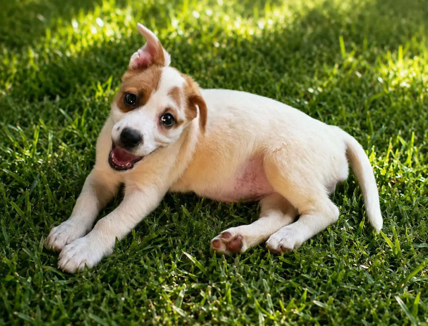 Nova- Chunky Cutie image 4