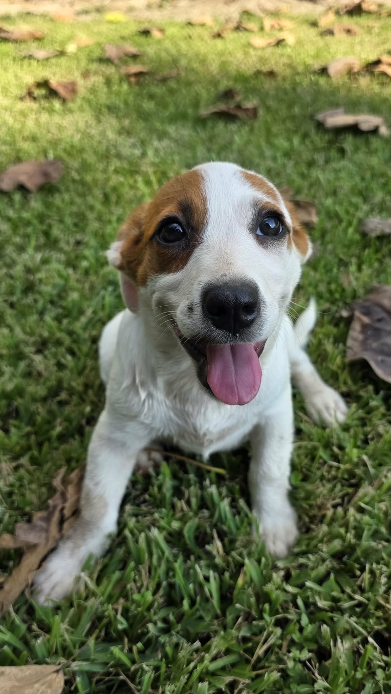 Nova – chunky cutie!