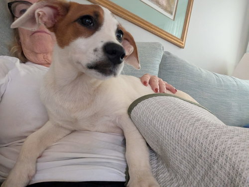 Photo 4 of Nova - chunky cutie!