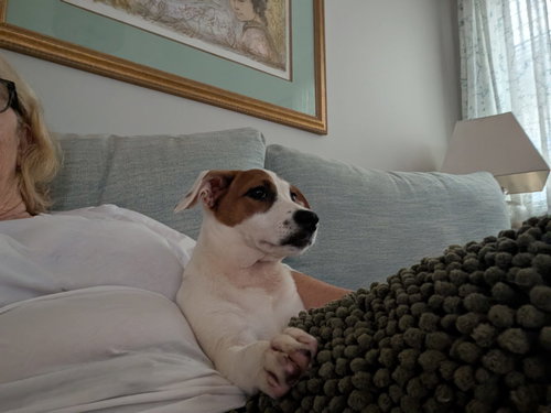 Photo 6 of Nova - chunky cutie!