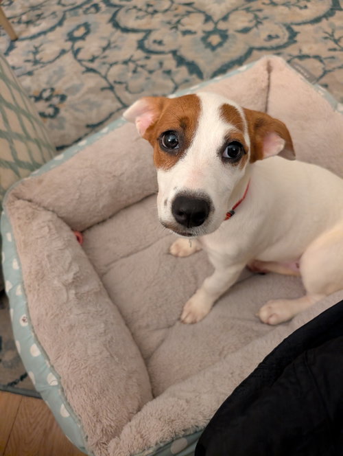 Photo 3 of Nova - chunky cutie!