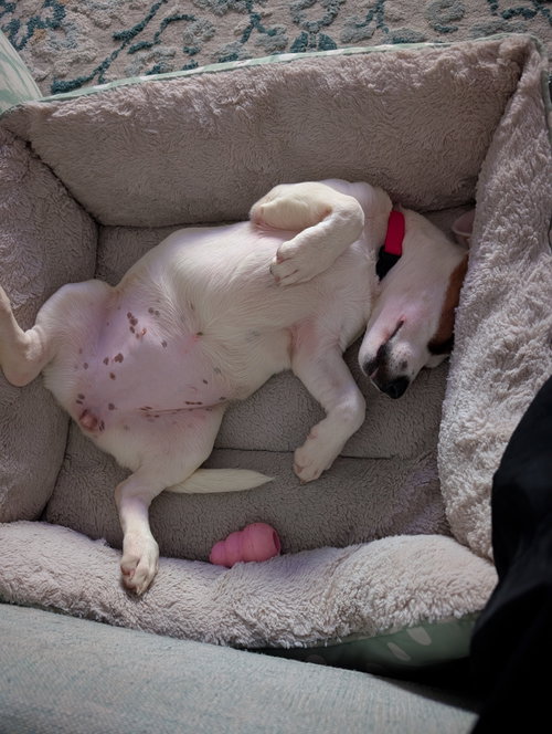 Photo 5 of Nova - chunky cutie!