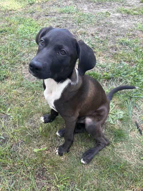 Mars – A Handsome Hunk of Chocolate!, a dog for adoption from Wag On Inn Rescue