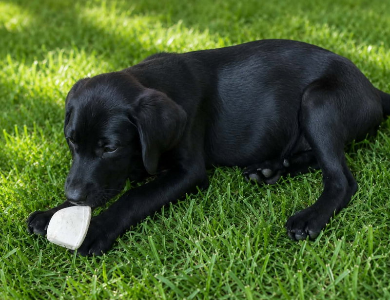 Cora- “C” litter