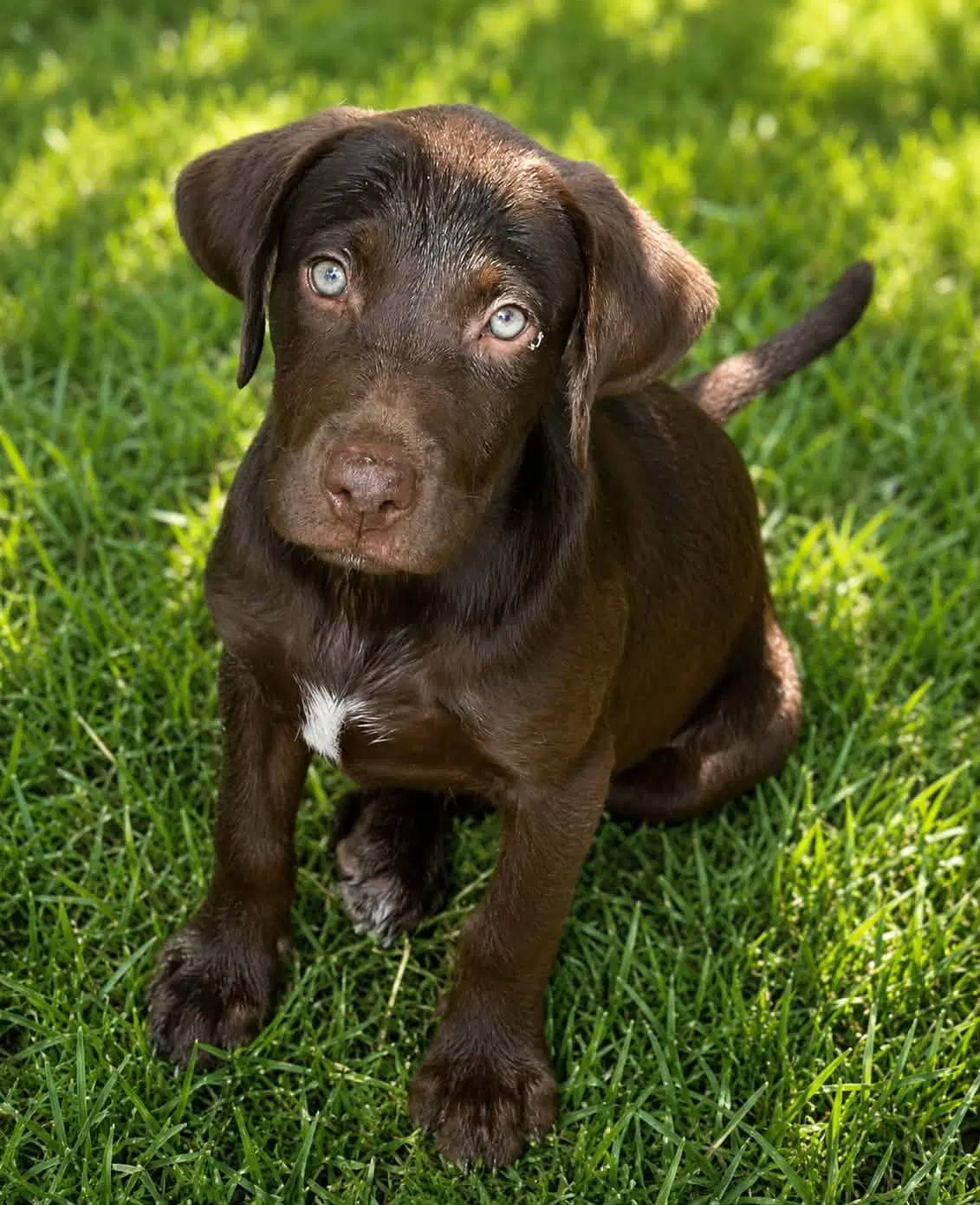 Charlotte- C Litter - Labrador Retriever