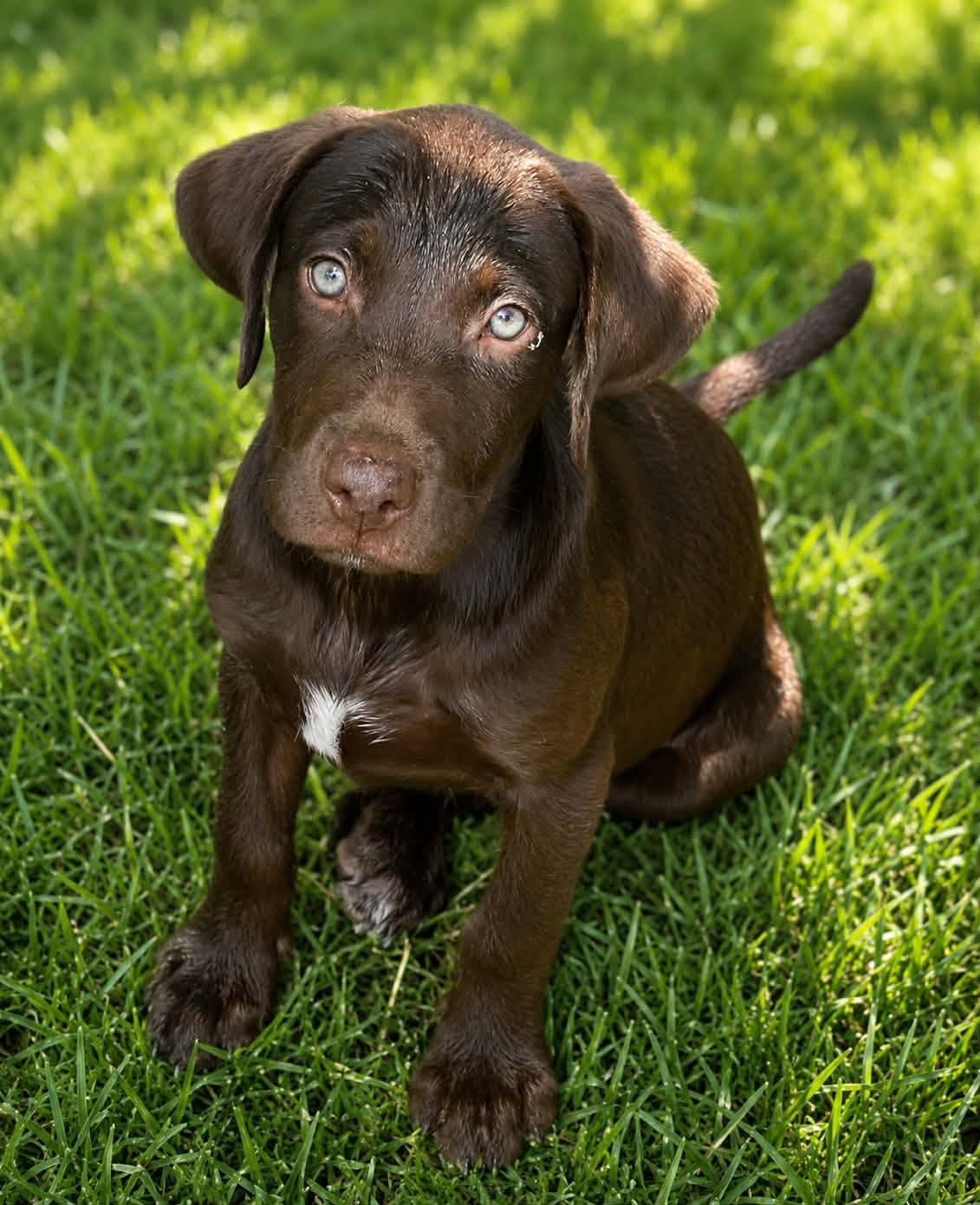 Charlotte- C Litter