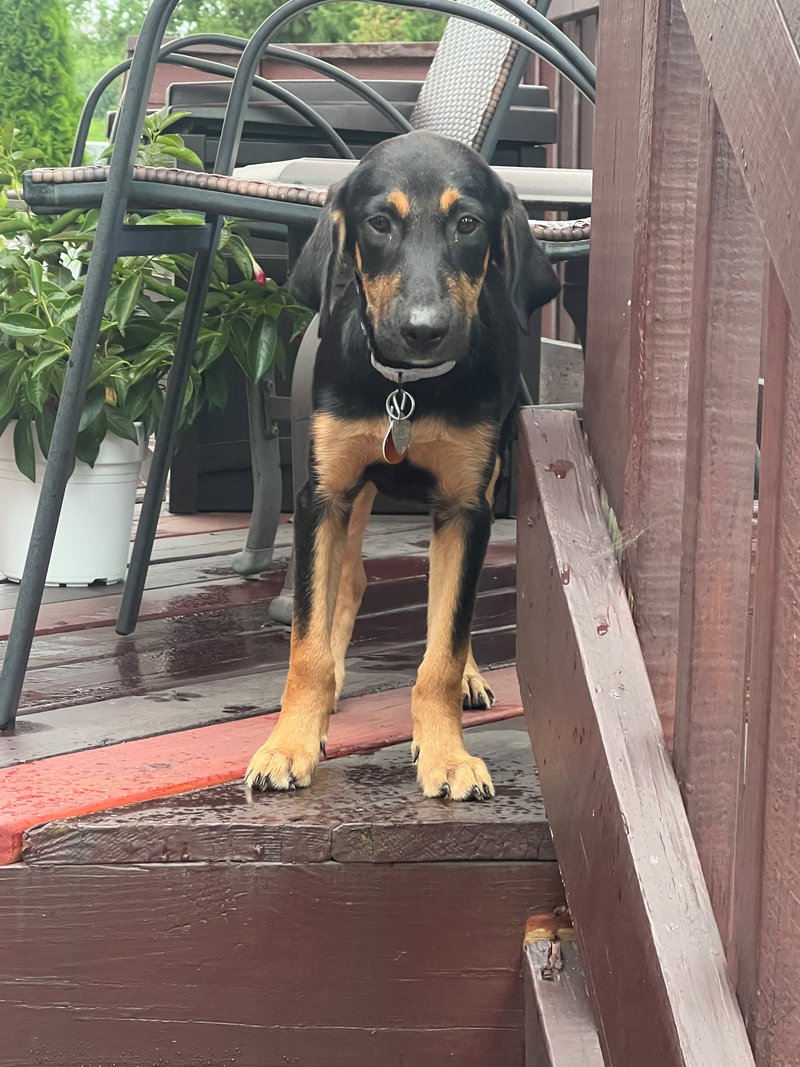 Claire – “C” litter