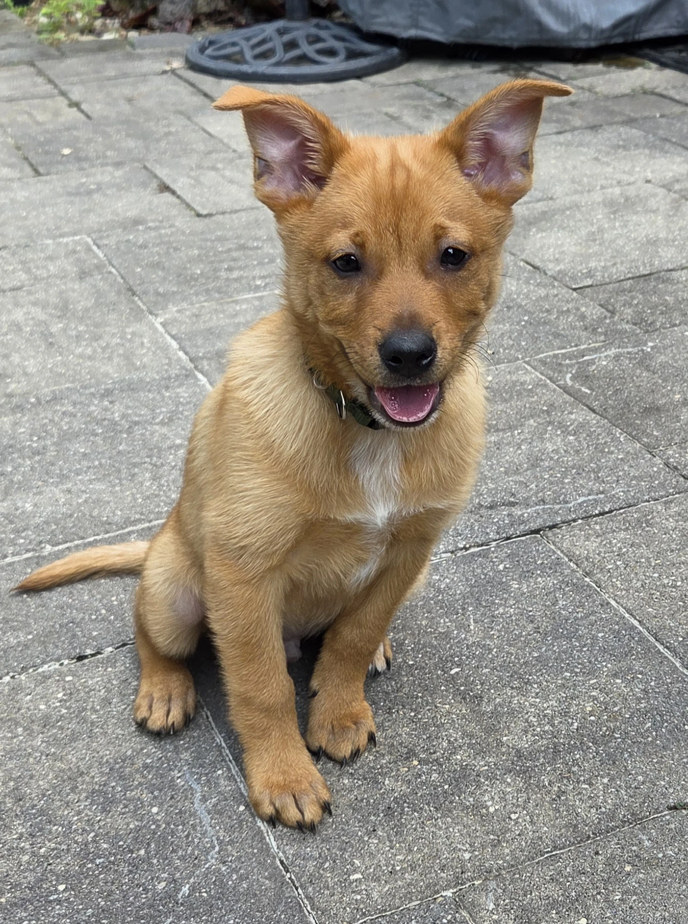 Peanut