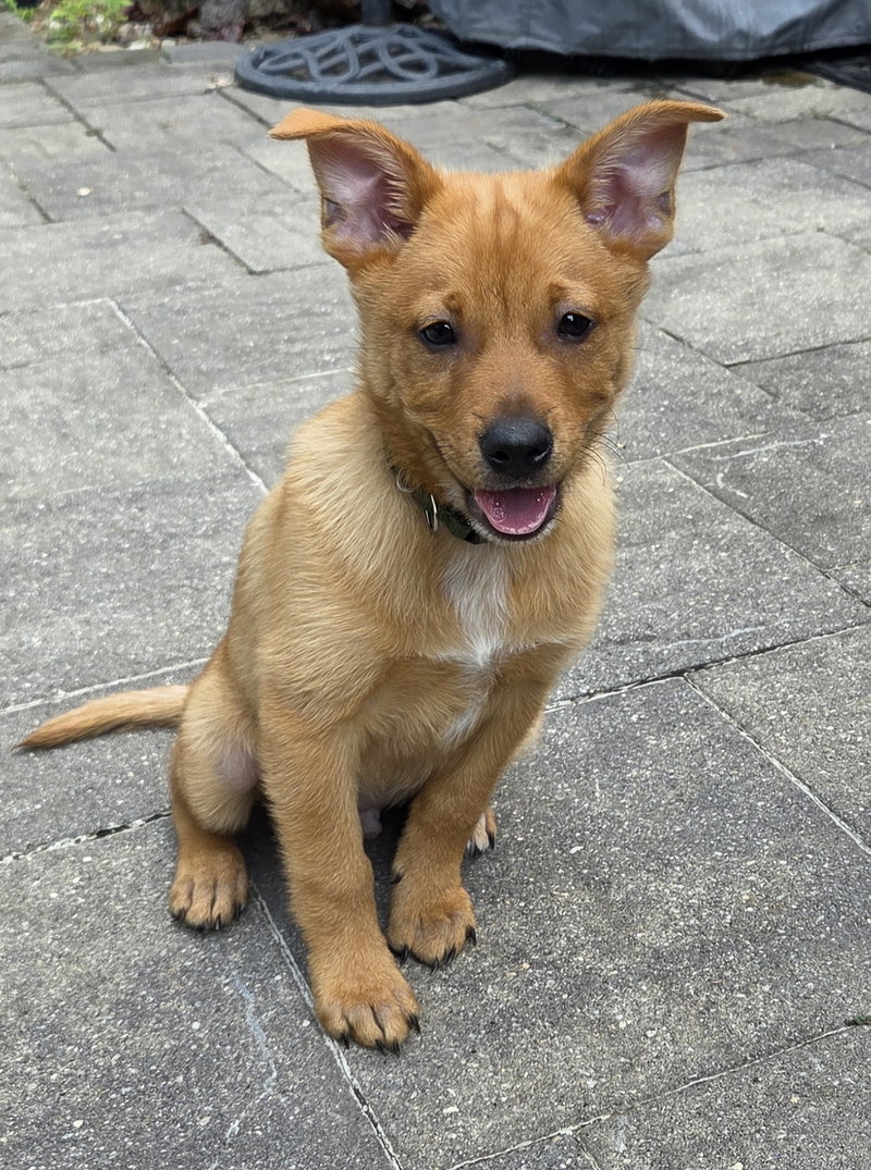 Peanut
