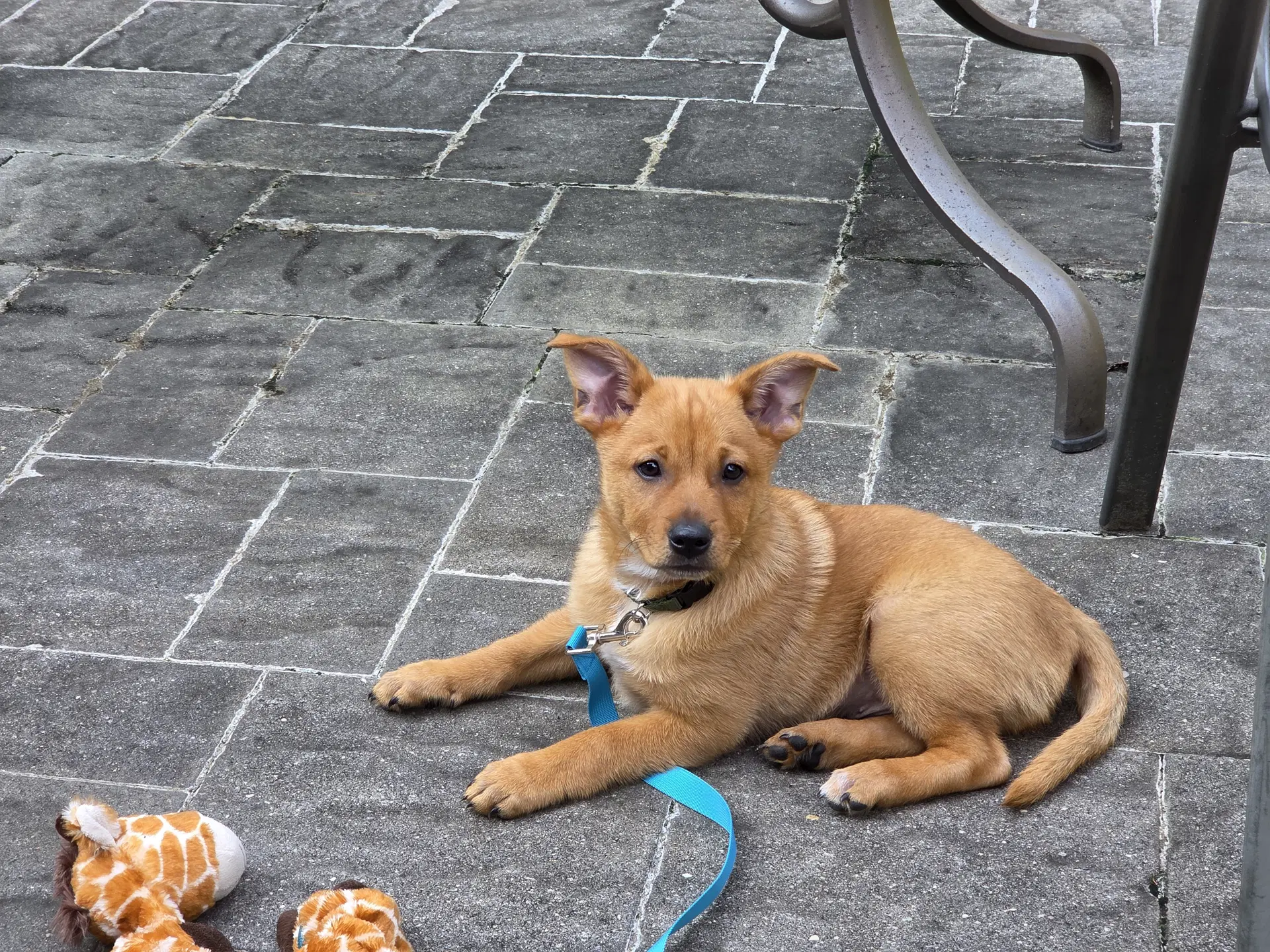 Peanut image 2