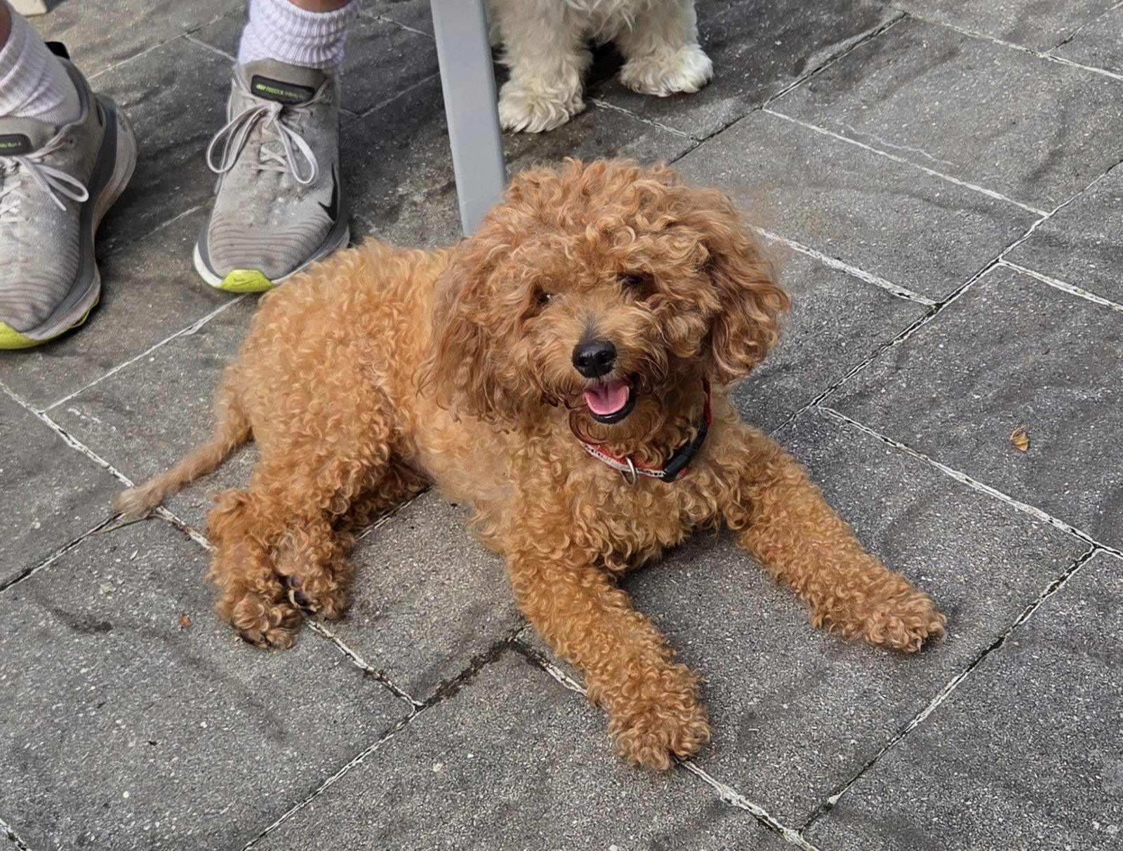 Toby - Sweet Companion, dog — photo 1 of 2