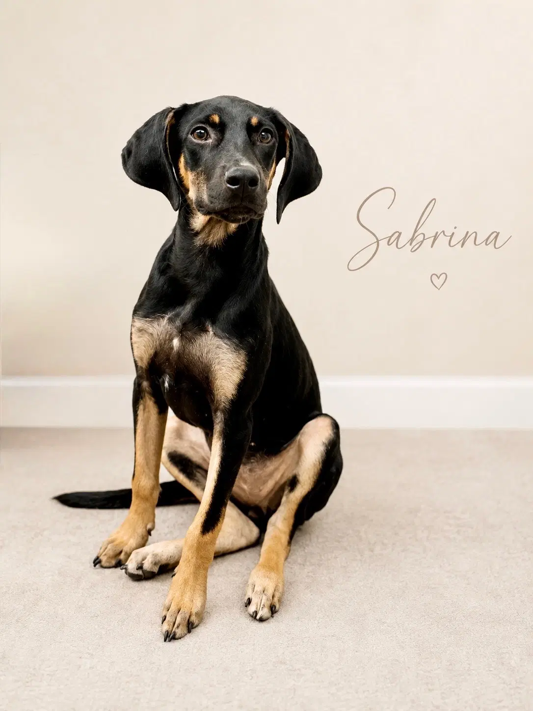 Sabrina- Long Legged Beauty - Doberman Pinscher