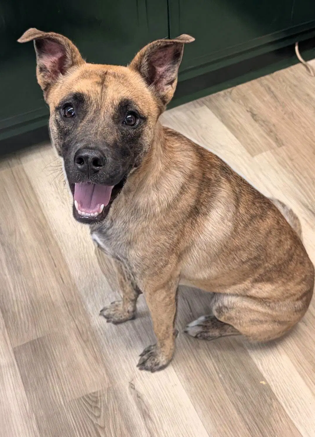 Madison- Brindle Beauty - German Shepherd Dog