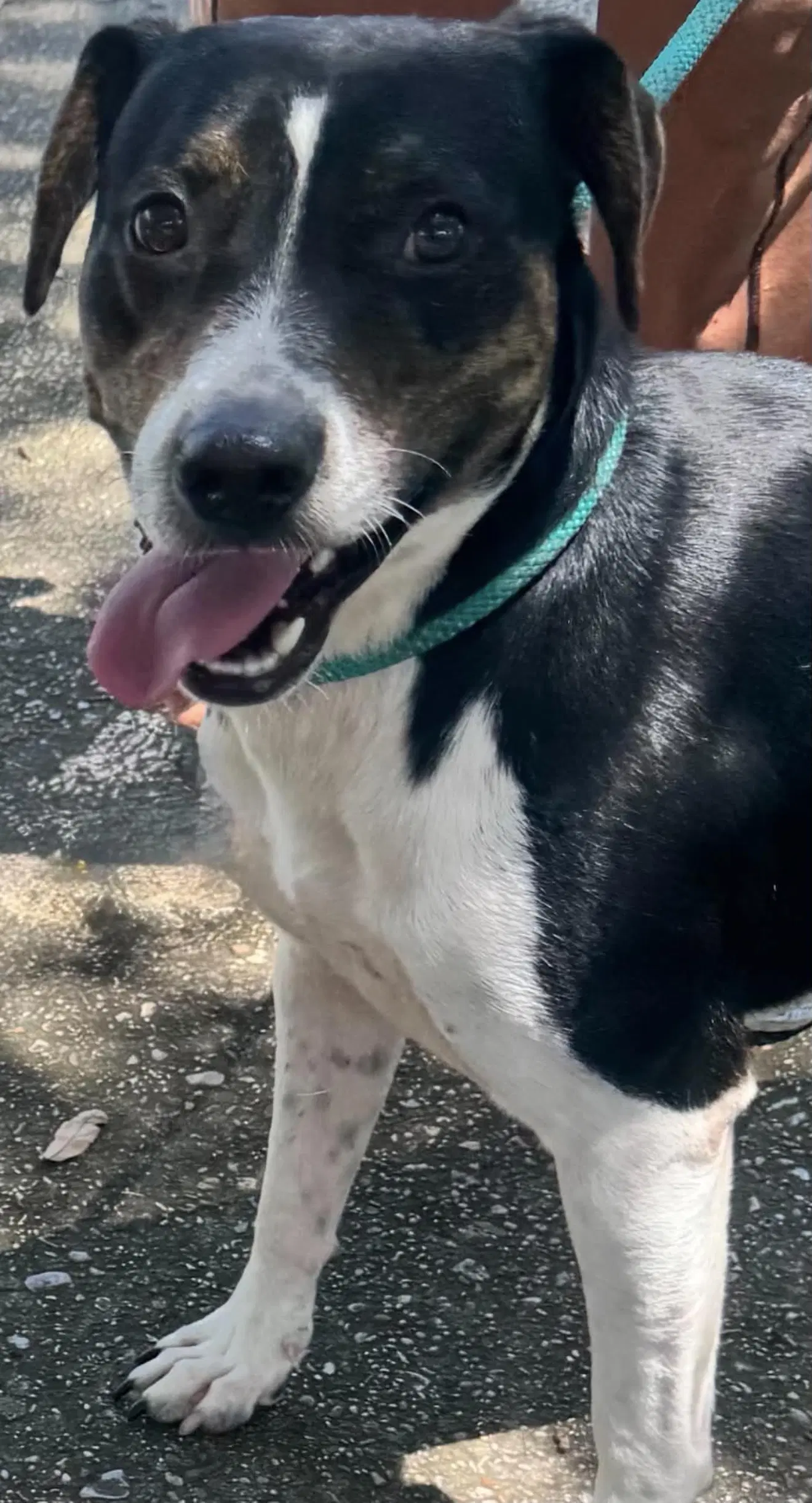 Tucker- Brave Boy - Mountain Cur