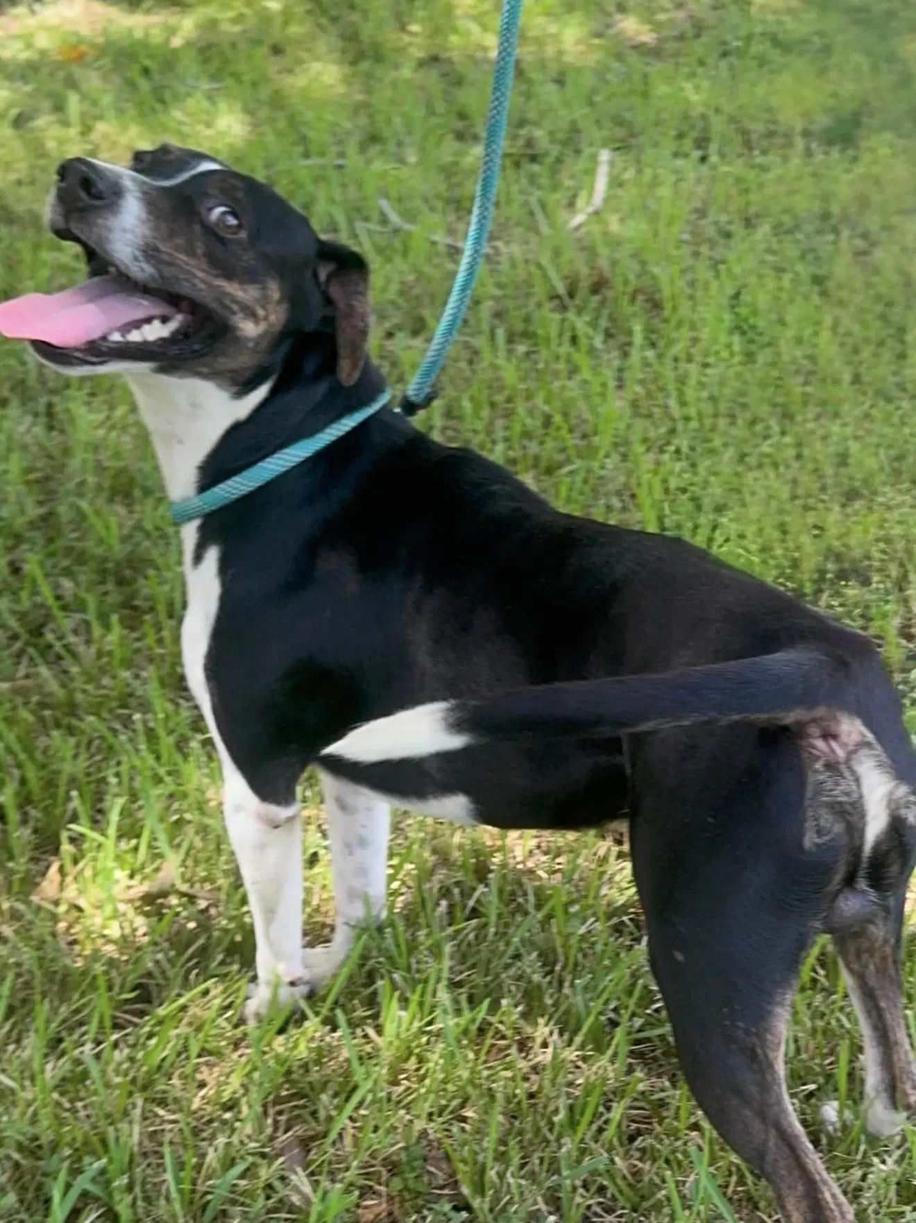 Tucker- Brave Boy image 2