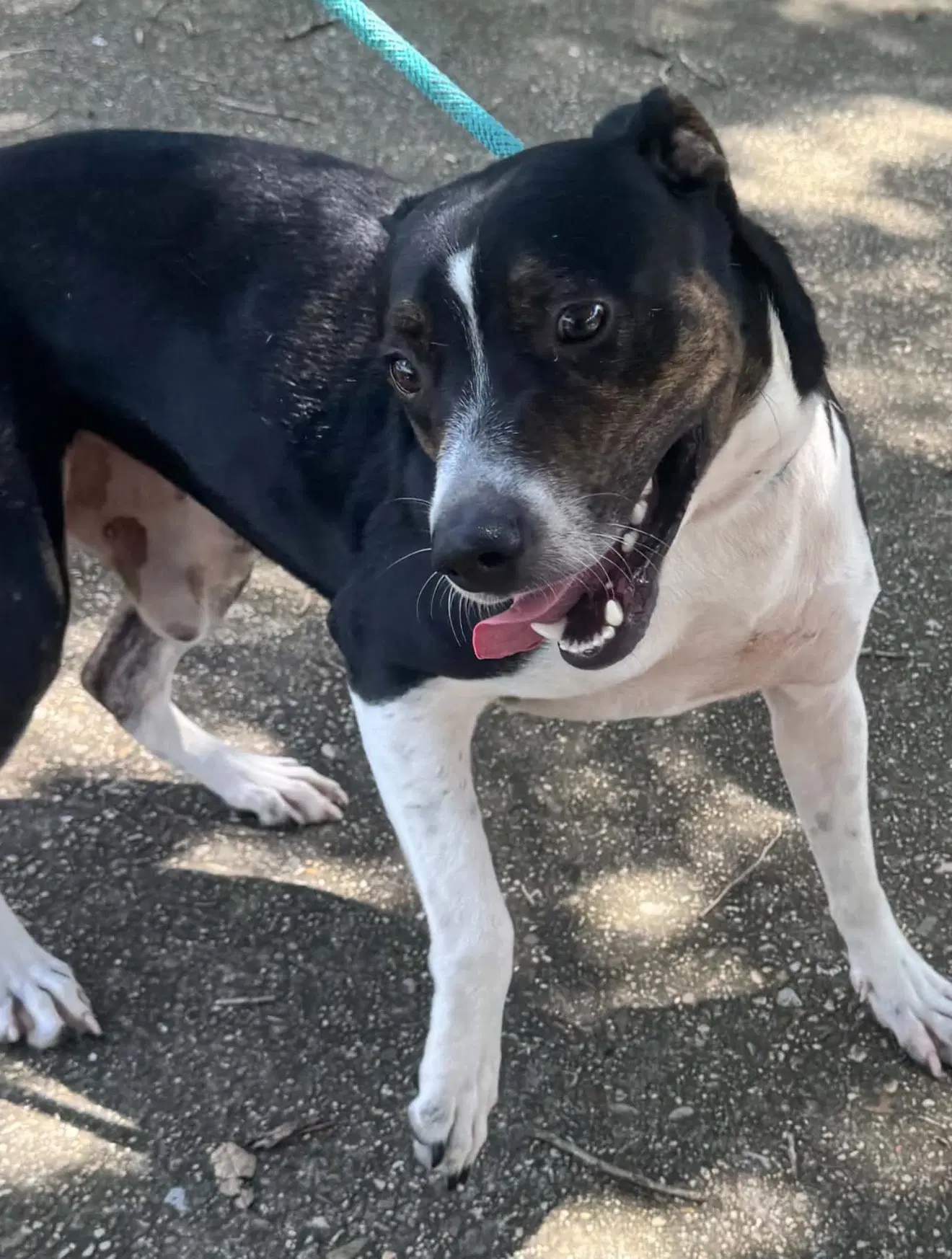 Tucker- Brave Boy image 3