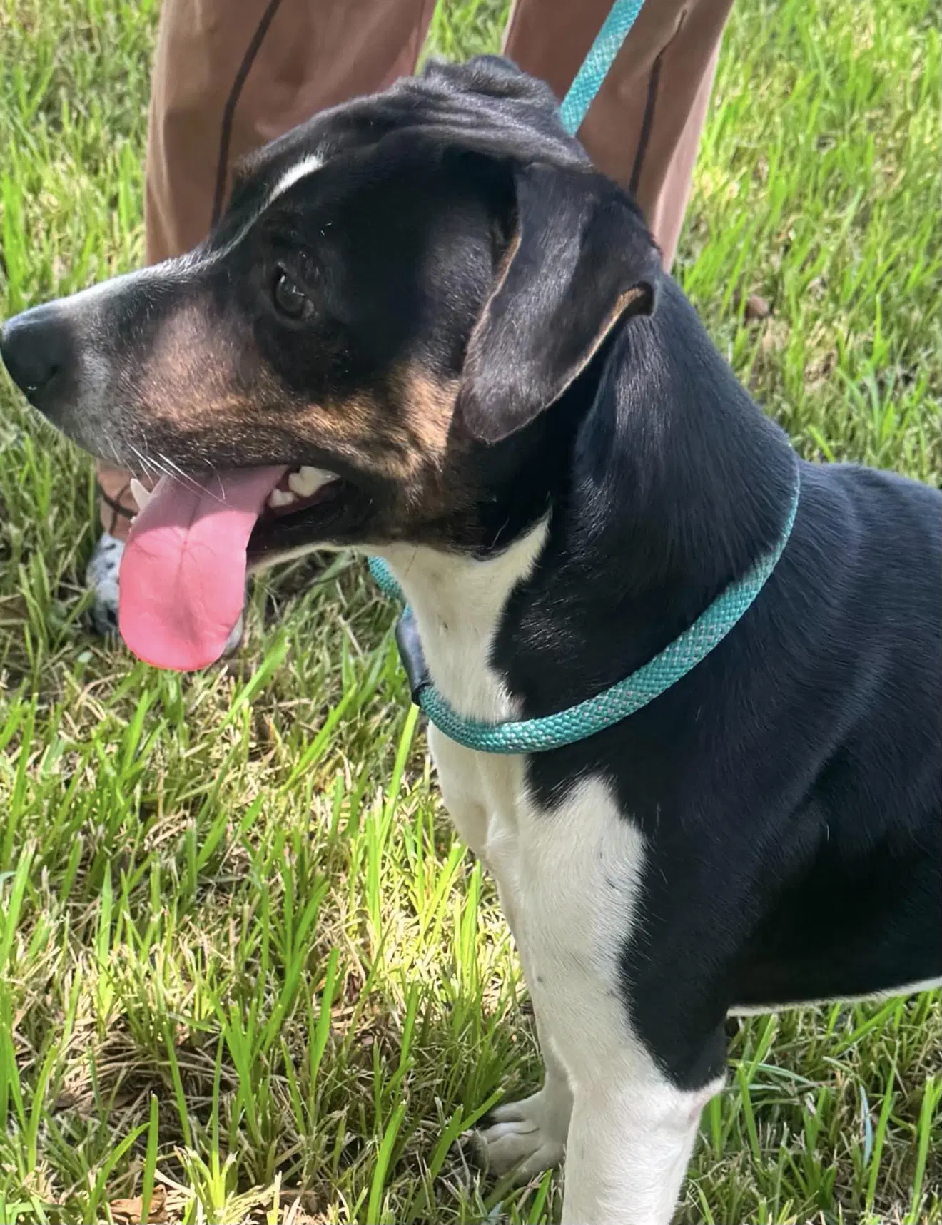 Tucker- Brave Boy image 4