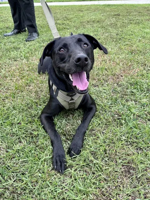 Slate- Such A Good Boy - Labrador Retriever