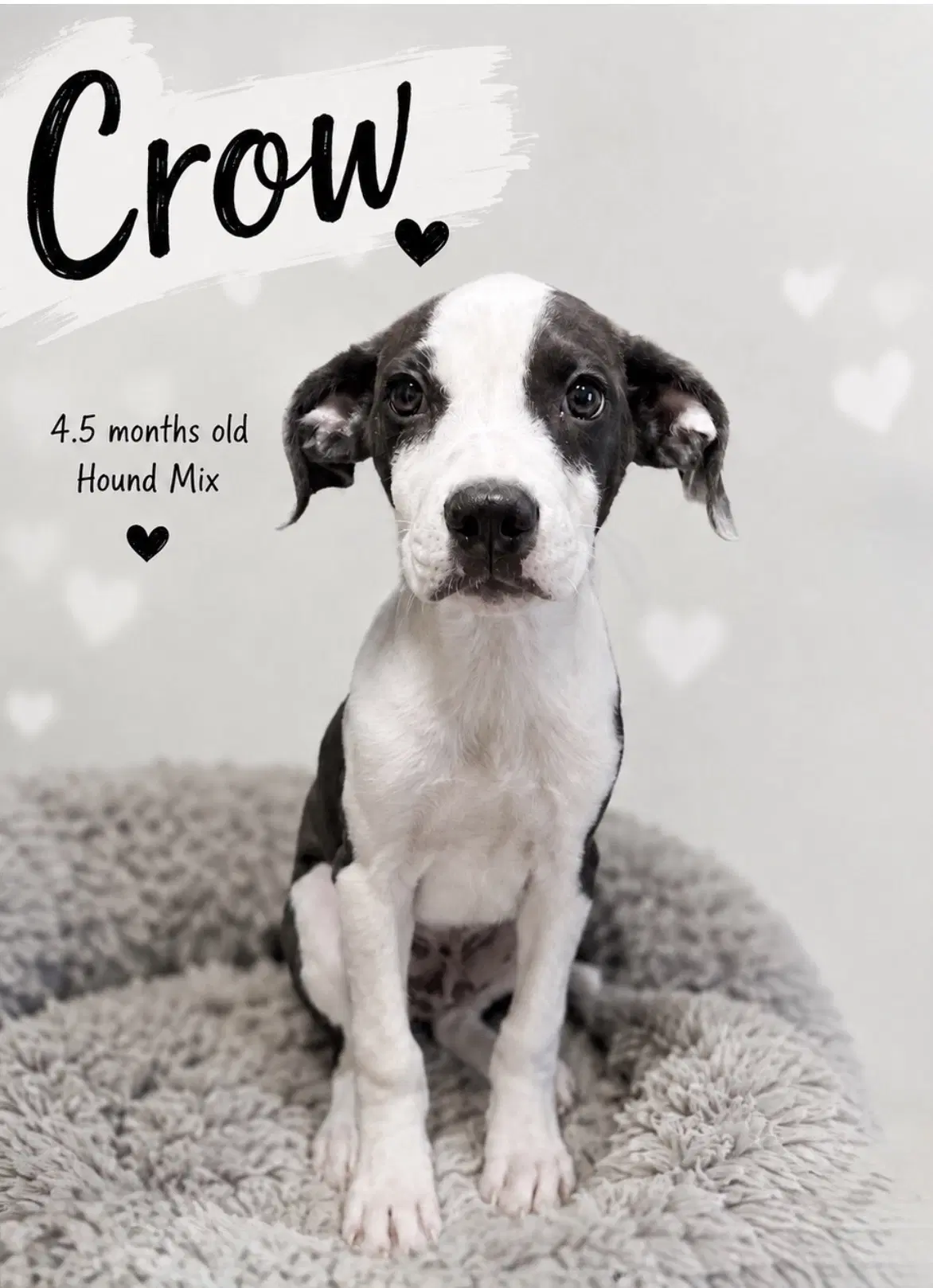 Crow- Sweet Houndlab Puppy - Hound