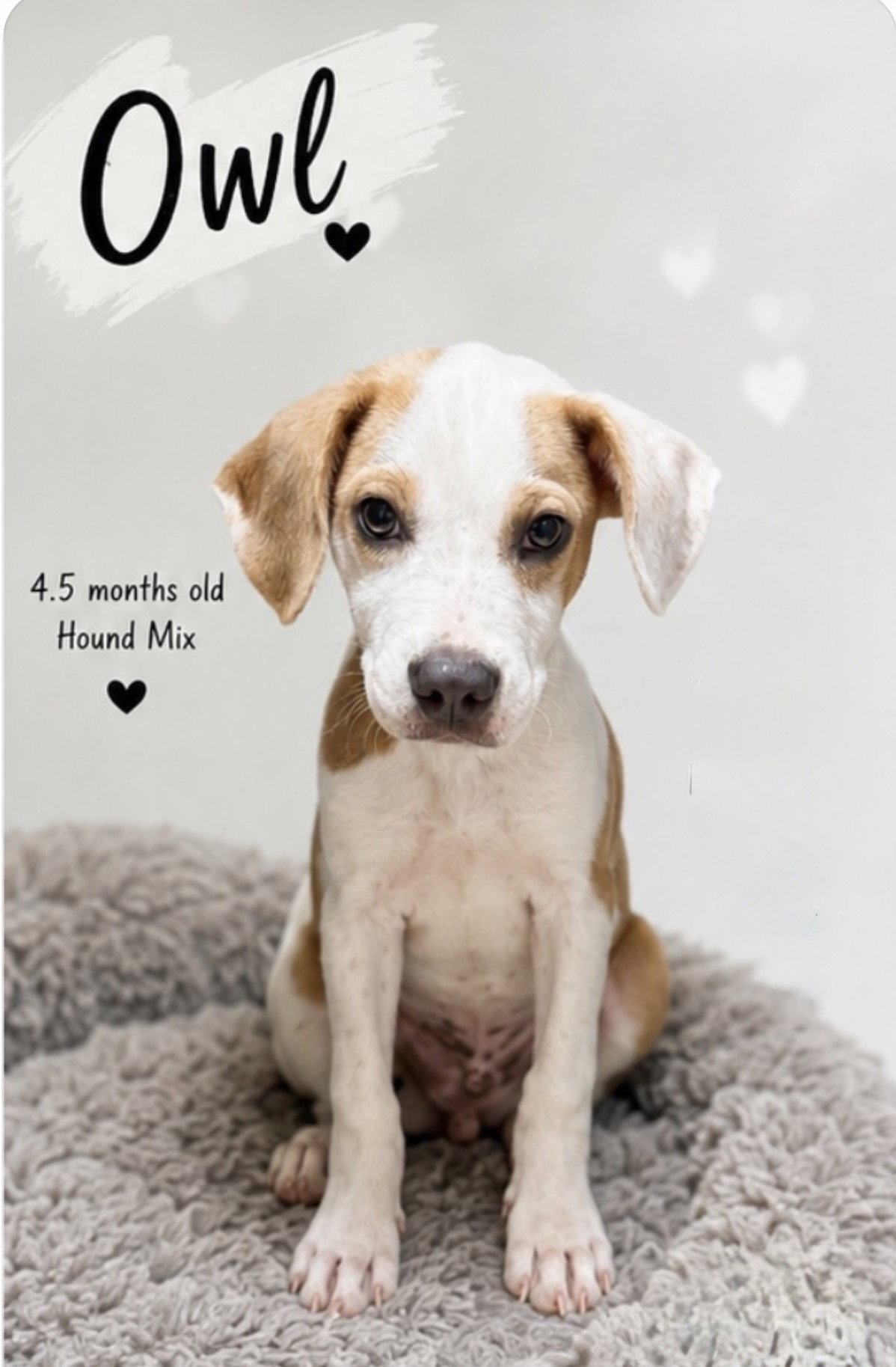Owl- hound/lab puppy, dog