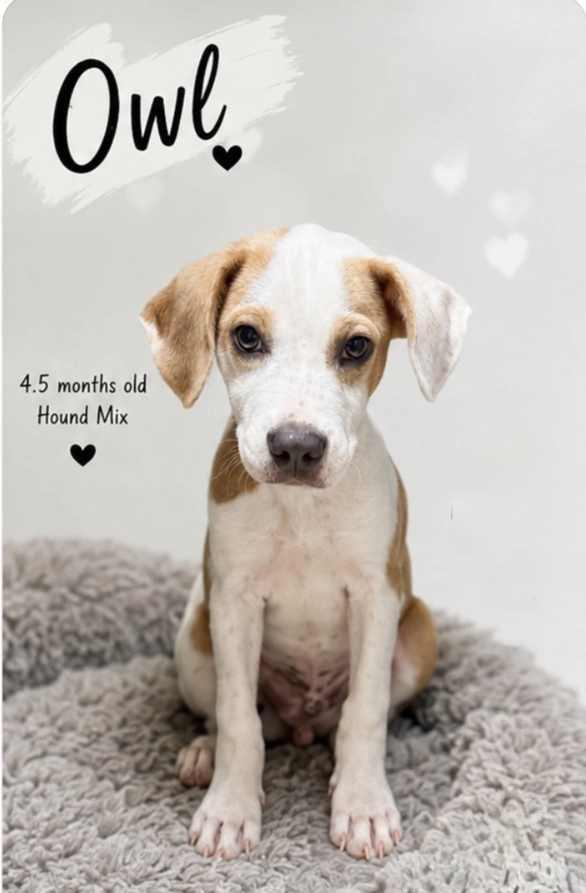Owl- Houndlab Puppy