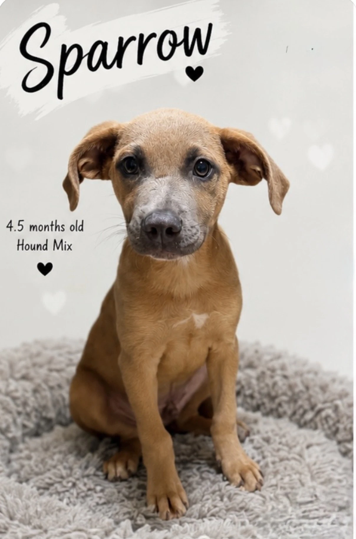 Sparrow- Houndlab Puppy