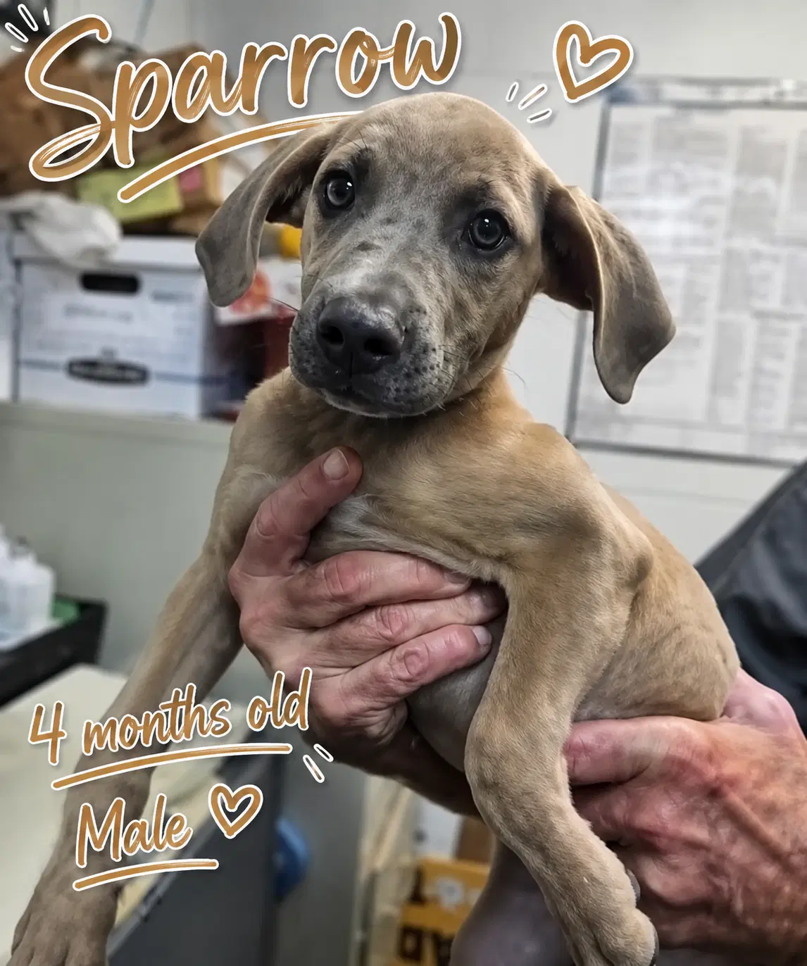 Sparrow- Houndlab Puppy image 2