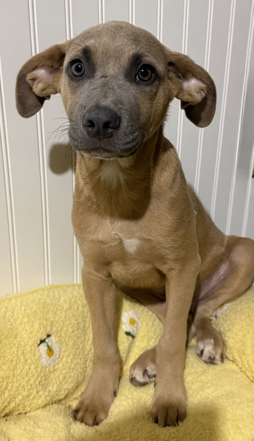 Photo 6 of Sparrow- hound/lab puppy