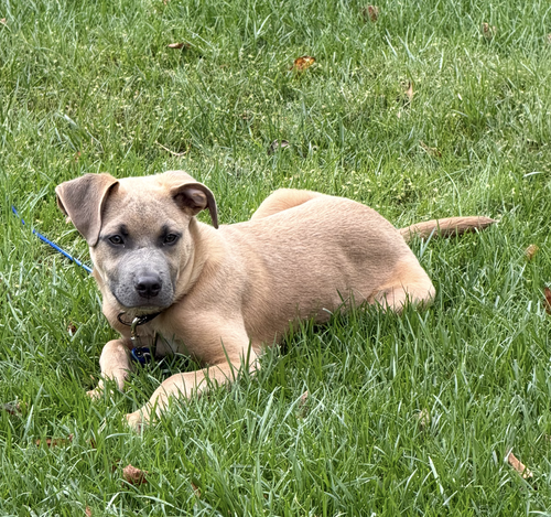 Sparrow- hound/lab puppy, a dog for adoption from Wag On Inn Rescue