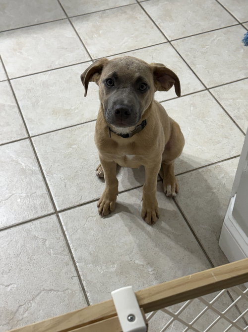 Photo 2 of Sparrow- hound/lab puppy