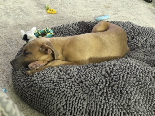 Photo 3 of Sparrow- hound/lab puppy